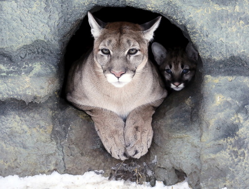 Ice, a three-year-old female North American cougar, and its two-month-old cub look out of their den at the Royev Ruchey zoo in a suburb of the Siberian city of Krasnoyarsk