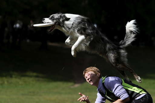 A dog catches a frisbee during a dog frisbee competition in Moscow