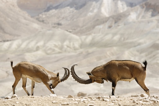 Nubian Ibex in Ben Gurion National Park