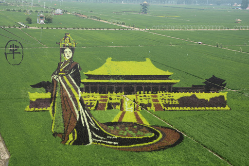 Rice saplings of different colours and varieties are planted to form a 3D image of Mi Yue, a character from the TV series 