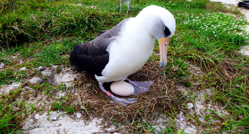 Wisdom a Laysan albatross incubates her egg in Midway Atoll National Wildlife Refuge and Battle of Midway National Memorial