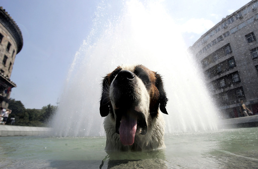 A dog cools off in a fountain in Belgrade as a heat wave hits Serbia