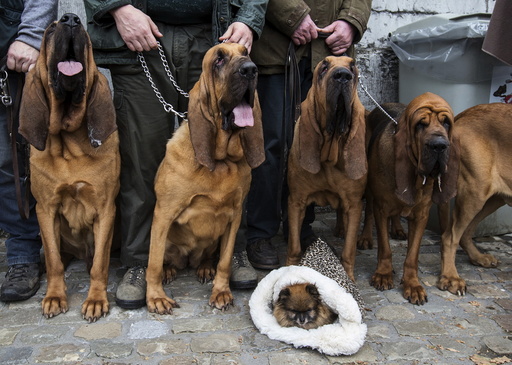 Bloodhounds wait to be blessed during a religious and blessing ceremony for animals, outside the Basilica of St Peter and Paul in Saint-Hubert, Belgium