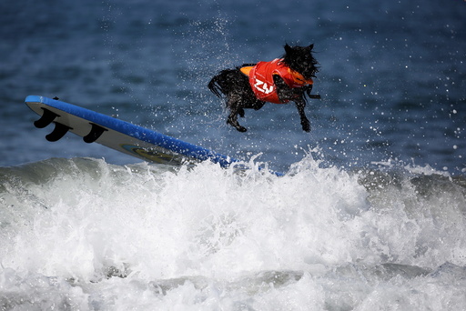 A dog wipes out during the Surf City Surf Dog Contest in Huntington Beach