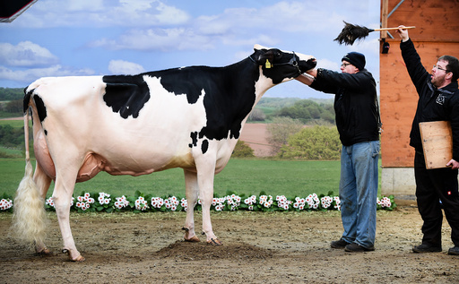 44th 'Show of the Best' and selection of the most beautiful cow