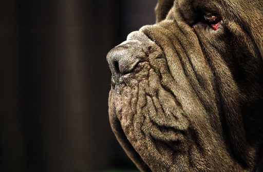 Neopolitan Mastiff at 132nd Westminster Kennel Club Dog Show at Madison Square Garden in New York