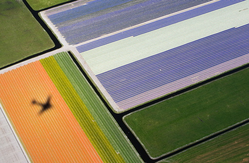 Aerial view of flower fields near the Keukenhof park, also known as the Garden of Europe in Lisse