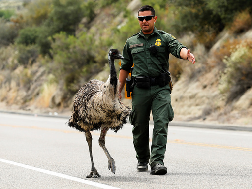 U.S. Customs and Border Patrol officer Constantino Zarate tries to herd an Emu off the highway near wildfire