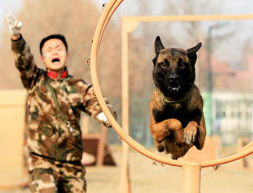 Sniffer dog jumps through a ring during an obstacle training session with its trainer at a training facility in Shijiazhuang