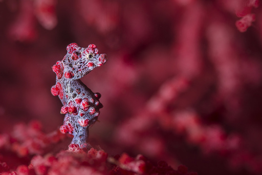 Tiny (10mm) pygmy seahorse (Hippocampus bargibanti) sheltering in seafan (Muricella sp.) Bitung, North Sulawesi, Indonesia. Lembeh Strait, Molucca Sea.