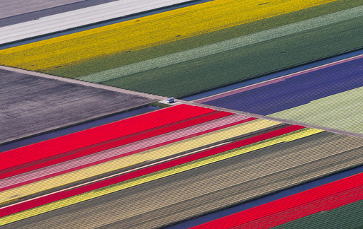 Aerial view of flower fields near the Keukenhof park, also known as the Garden of Europe in Lisse