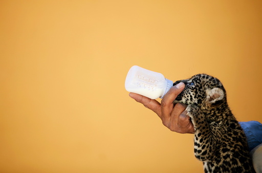 Keeper feeds a four-week-old jaguar while presenting it to the media, at a zoo in Ciudad Juarez