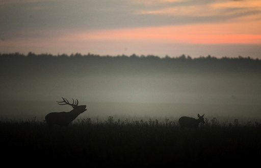 Male deer roars in a field during the dawn near the village of Dobrovolya