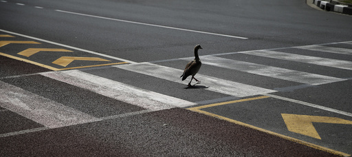 An Egyptian Goose uses a pedestrian crossing through a busy traffic junction in central Cape Town