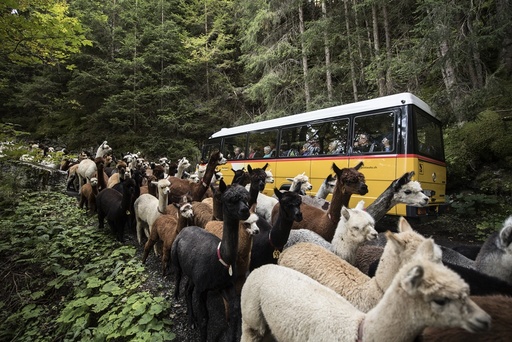 Coming back of lamas and alpacas from the alpine pastures in Switzerland