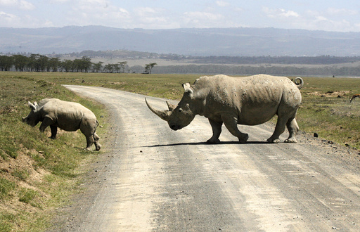 A white rhino and its baby cross a road on the drying shores of Lake Nakuru in Kenya's Rift Valley