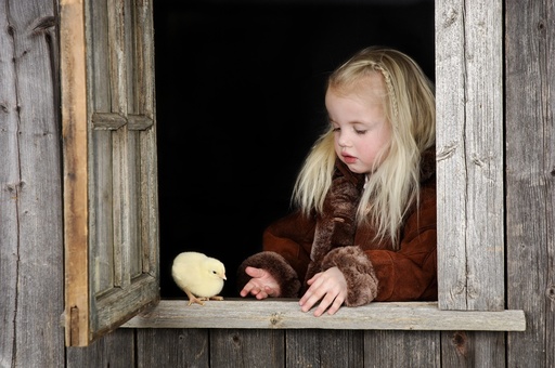 Lita jente med gul kylling i vindu på gammel bygning. Unge syntes det er spennende med nyklekket liten fugl. Mange er redd for fugleinfluensa. God kontakt og konsentrasjon. Påske.