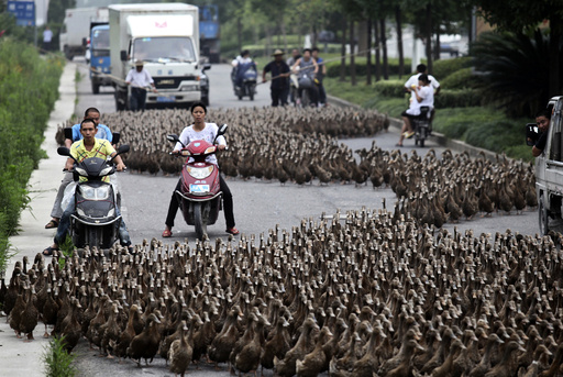 Farmers herd a flock of ducks along a street towards a pond as residents drive next to them in Taizhou