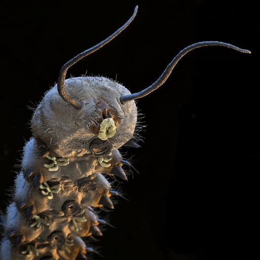 Net-winged midge larva, SEM