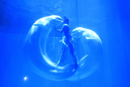 Beluga whales kiss their trainers during a performance at a aquarium in Harbin