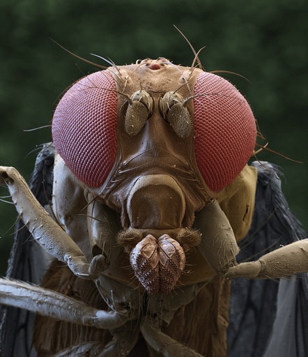 Fruit fly head, SEM
