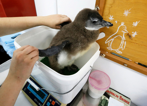 Zoo keeper Darya Zhirnova weighs a two-month-old African penguin chick at the Royev Ruchey zoo in a suburb of Krasnoyarsk