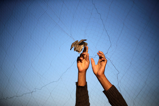 A man takes out a quail from a net after catching it on a beach in Khan Younis, in the southern Gaza Strip