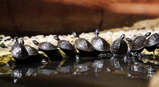Release of 100 turtles in Rio Claro
