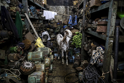 A goat eats leaves inside a motor pump workshop in Mumbai