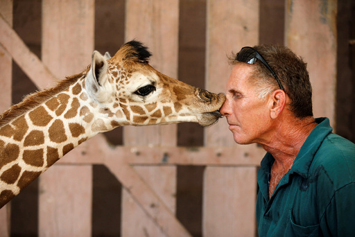 Safari keeper Guy Pear gets a kiss from a five-day-old reticulated giraffe, at an enclosure at the Safari Zoo in Ramat Gan