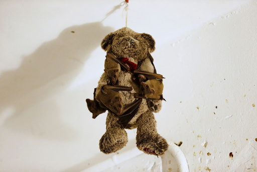 Injured Egyptian fruit bats hang on a teddy bear at the home of Israeli woman, Nora Lifschitz, 28, in Tel Aviv