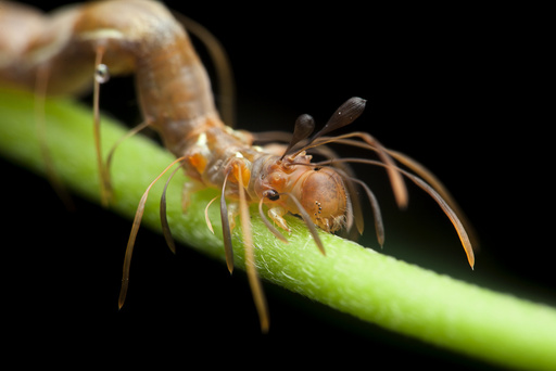 Ant-mimic caterpillar