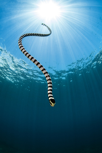 Yellow lipped sea snake (Laticauda colubrina) dives back down to the reef after surfacing for breath of air. Apo Island, Dumaguete, Negros, Philippines. Bohol Sea, Tropical West Pacific Ocean.