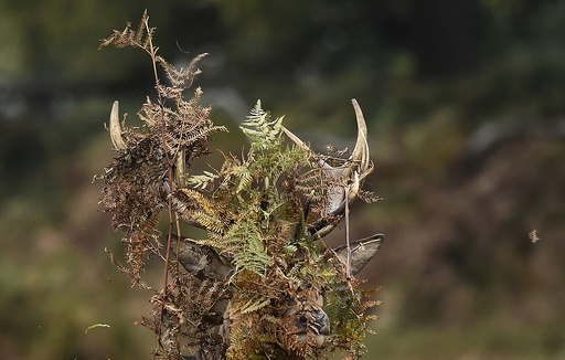 A stag deer covers his antlers with bracken in Richmond Park in west London