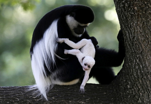 A guereza monkey (Colobus Guereza) holds a newborn baby at Prague Zoo