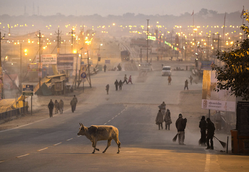 A cow crosses a road past municipal corporation sweepers cleaning road leading to the banks of the Ganges river ahead of the 