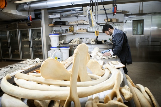 Sperm whale skeleton preparation