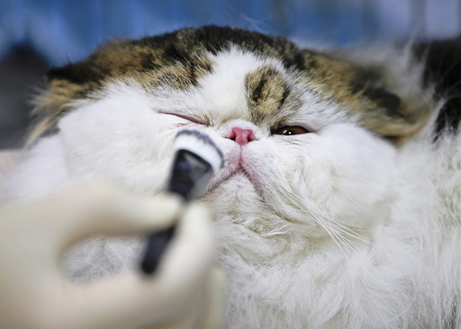 Makeup is applied to a Persian cat before it is displayed during the Mediterranean Winner 2016 cat show in Rome