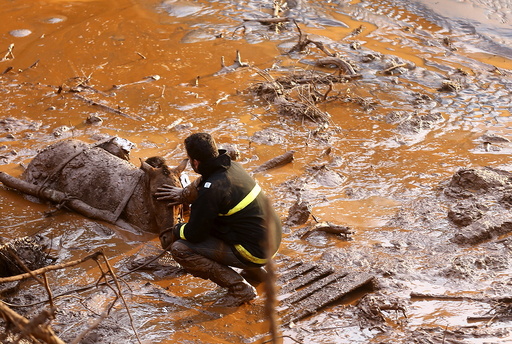 A rescue worker touches the face of a horse as they try to save it at Bento Rodrigues district, witch was covered with mud after a dam owned by Vale SA and BHP Billiton Ltd burst in Mariana