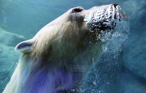 A polar bear, which arrived from Russia last December, is pictured at Sao Paulo Aquarium