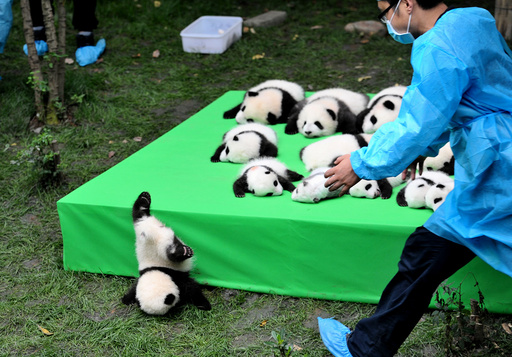 A giant panda cub falls from the stage while 23 giant pandas born in 2016 are seen on a display at the Chengdu Research Base of Giant Panda Breeding in Chengdu