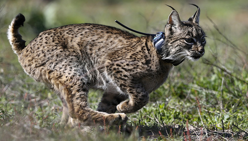 An Iberian lynx, a feline in danger of extinction, runs after being released in Donana National Park, southern Spain
