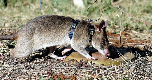 A giant African pouched rat identifies a landmine during training in sniffing and detecting landmines at the Sokoine University landmine fields in Morogoro