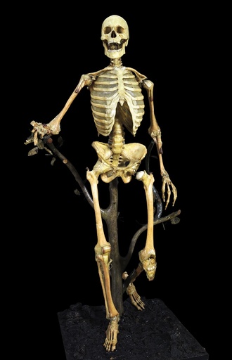 Anatomical skeleton model, 18th century