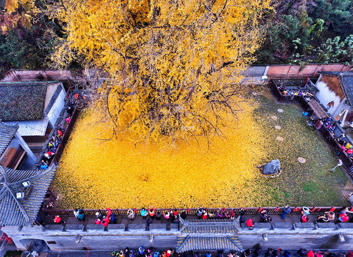 Visitors take pictures of leaves falling from an old gingko tree in Xi'an