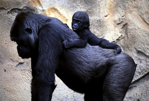 A Western Lowland Gorilla baby named 'Mjukuu', that was born in October last year, rides on the back of it's Mother 'Mbeli' in their enclosure at Taronga Zoo in Sydney