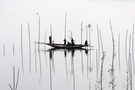 Fishermen place bamboo, where they will later place tree branches and fish food, to catch fish in a river in Dhaka