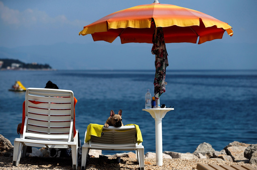 A dog is seen at dog beach and bar in Crikvenica