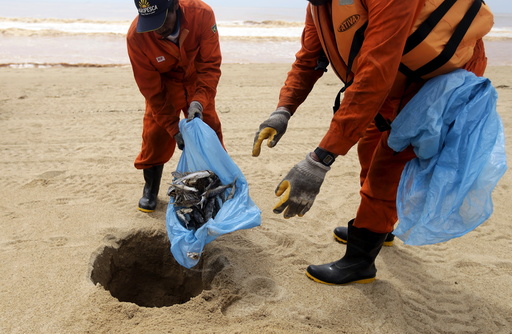 Local fishermen working for a company contracted by Samarco mine operator, work on the clearing of dead fish found on the beach of Povoacao Village