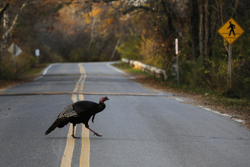 A wild turkey crosses the road in the Parker National Wildlife Refuge on Plum Island in Newbury, Massachusetts